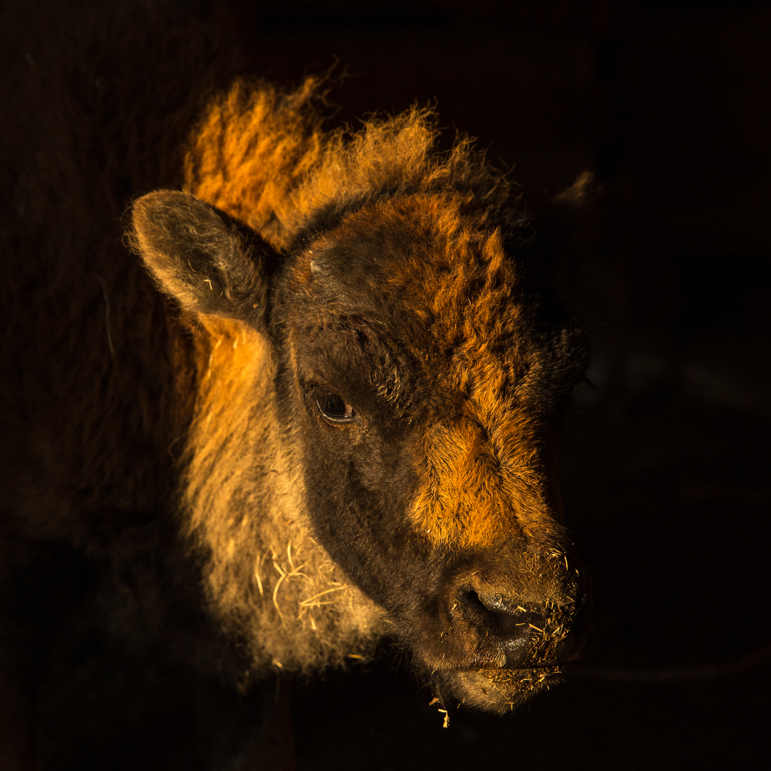 Buffalo Beyond Borders Gathering - logo